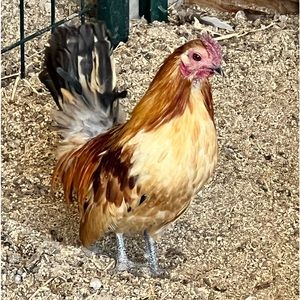 Meet your Posher, Culpeppers Corner!